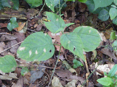 Pucciniastrum circaeae