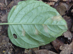 Pucciniastrum circaeae