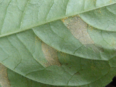Pucciniastrum circaeae
