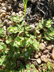 Euphorbia indivisa