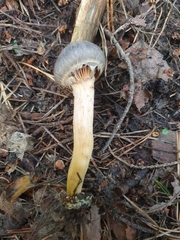 Chroogomphus rutilus