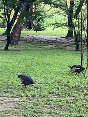 Numida meleagris domesticus