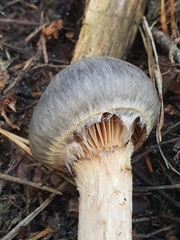 Chroogomphus rutilus