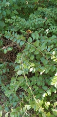 Symphoricarpos orbiculatus