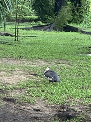 Numida meleagris domesticus