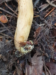 Chroogomphus rutilus