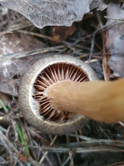 Chroogomphus rutilus