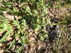 Euphorbia indivisa