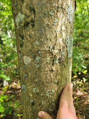 Castanea dentata
