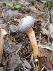 Chroogomphus rutilus