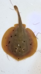 Urobatis maculatus