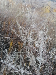 Artemisia dracunculus glauca