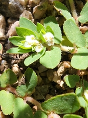 Euphorbia indivisa