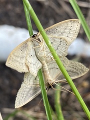 Scopula perlata