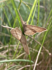 Scopula perlata