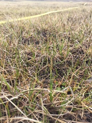 Micranthes foliolosa