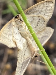 Scopula perlata
