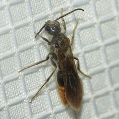 Sphaeropthalma marpesia