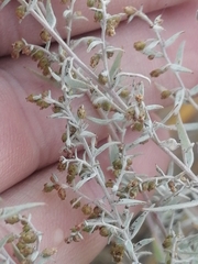 Artemisia dracunculus glauca