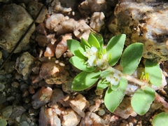 Euphorbia indivisa
