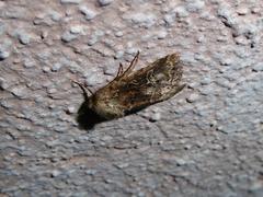 Luperina dumerilii