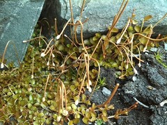 Epilobium brunnescens