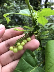 Phyllanthus emblica