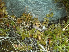 Epilobium brunnescens