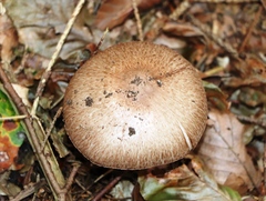 Agaricus sylvaticus