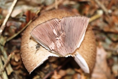Agaricus sylvaticus