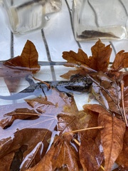 Dicamptodon tenebrosus