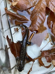 Dicamptodon tenebrosus