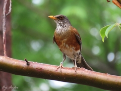 Turdus rufopalliatus