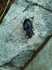 Carabus glabratus