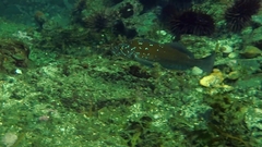 Hexagrammos decagrammus