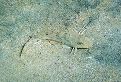 Chelidonichthys