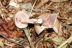 Agaricus sylvaticus