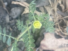Tribulus