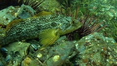 Hexagrammos decagrammus
