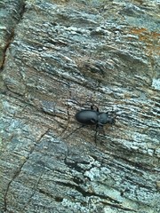 Carabus glabratus