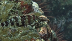 Oxylebius pictus