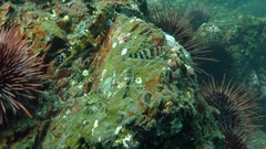 Oxylebius pictus