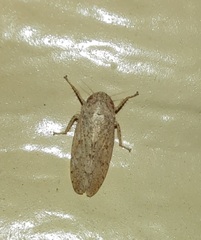 Curtara insularis