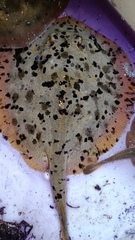 Urobatis maculatus