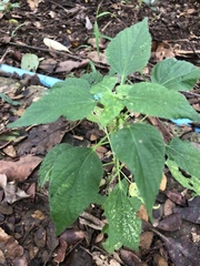 Acalypha indica
