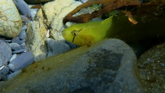 Apodichthys flavidus