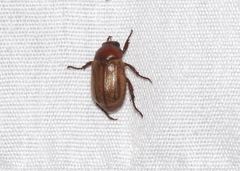 Anomala flavipennis