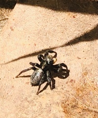 Euophryini