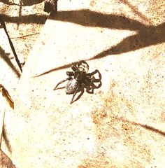 Euophryini