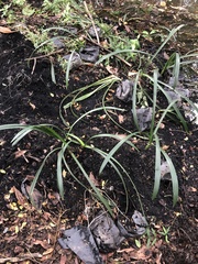Hymenocallis littoralis